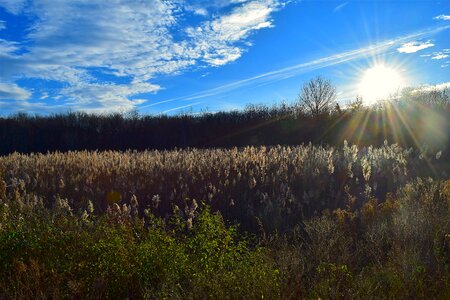 Morning reeds outdoor