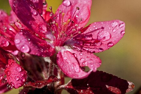 Blossom plant floral