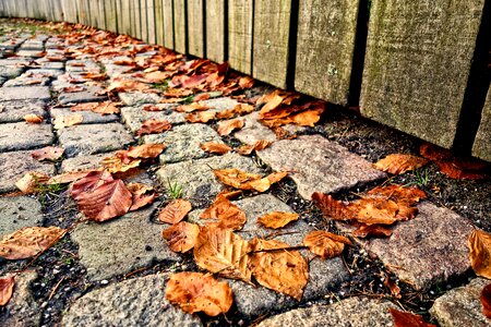 Walkway leaves autumn leaves