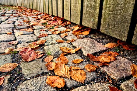 Walkway leaves autumn leaves photo