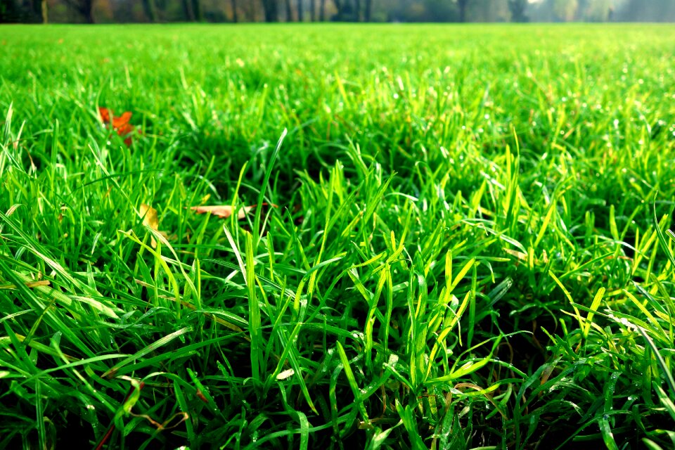 Macro perspective green