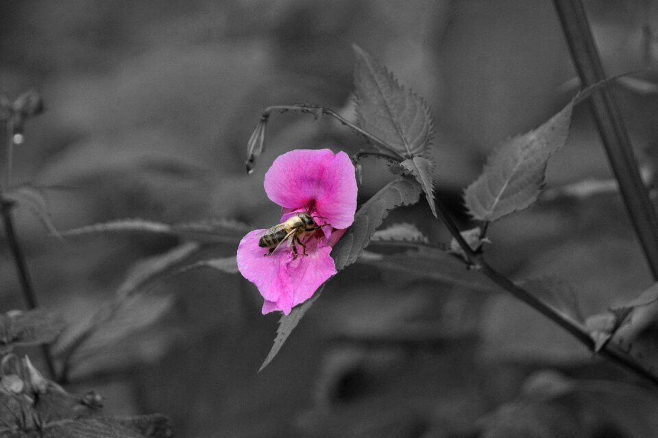 Blossom bloom nature