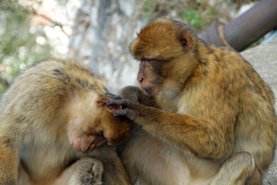 Wildlife nature ape