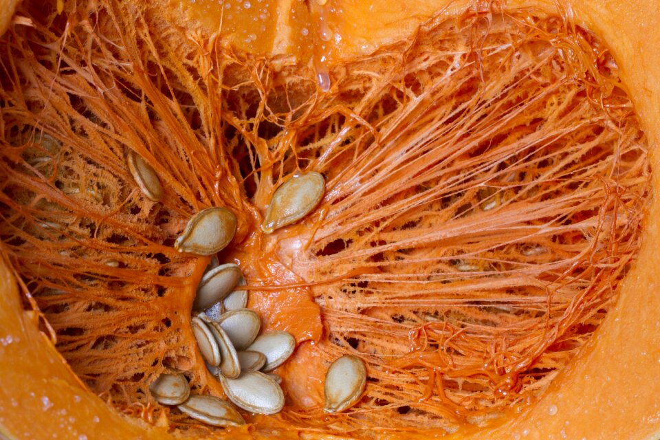 Pumpkin seeds orange cucurbita