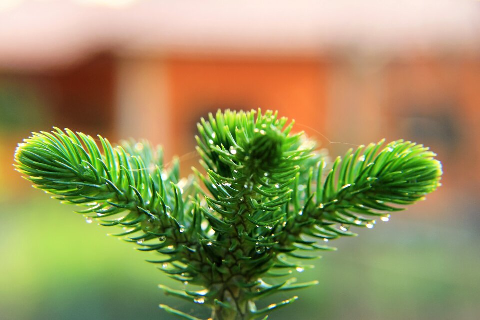 Leaf thailand nature