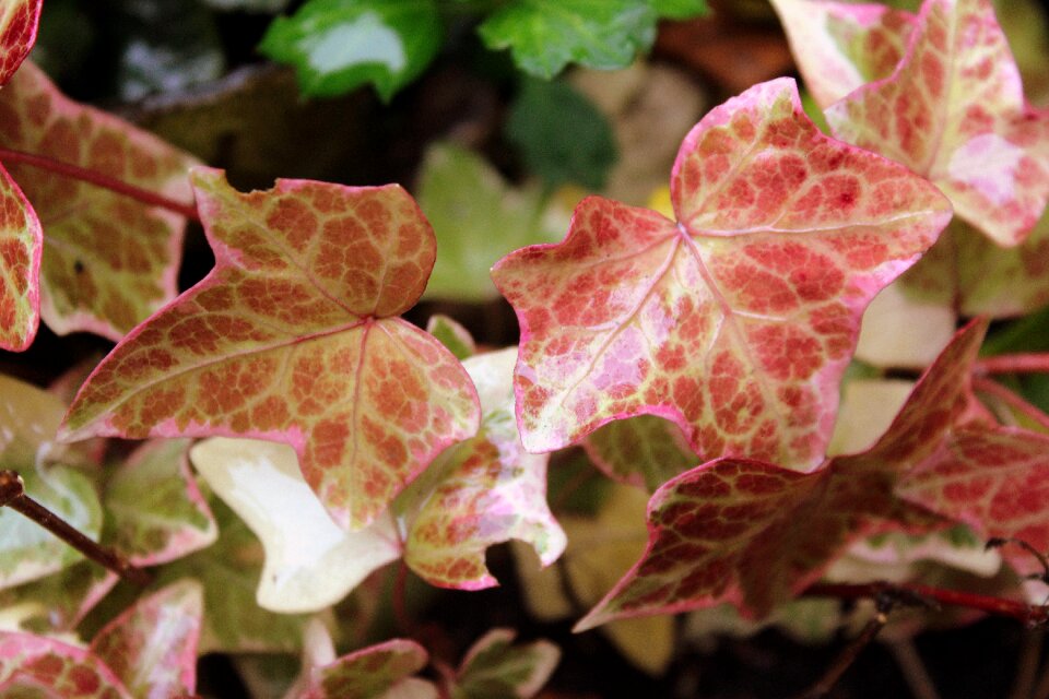 Creeper nature plant