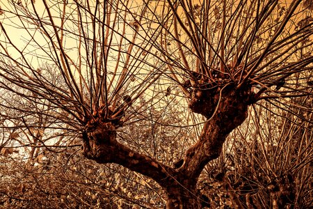 Tree gnarled branches photo