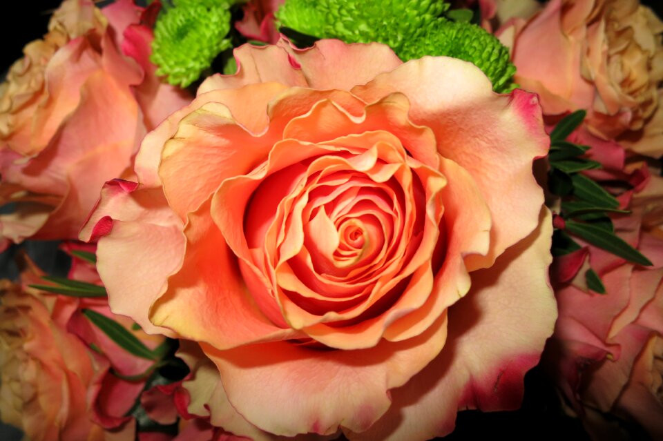 Orange rose open flower close up