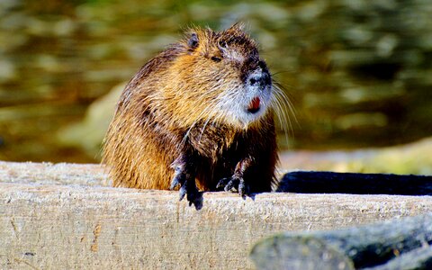 Species of rodent waters animal photo