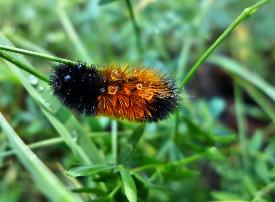 Insect close up nature