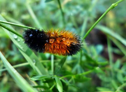 Insect close up nature photo