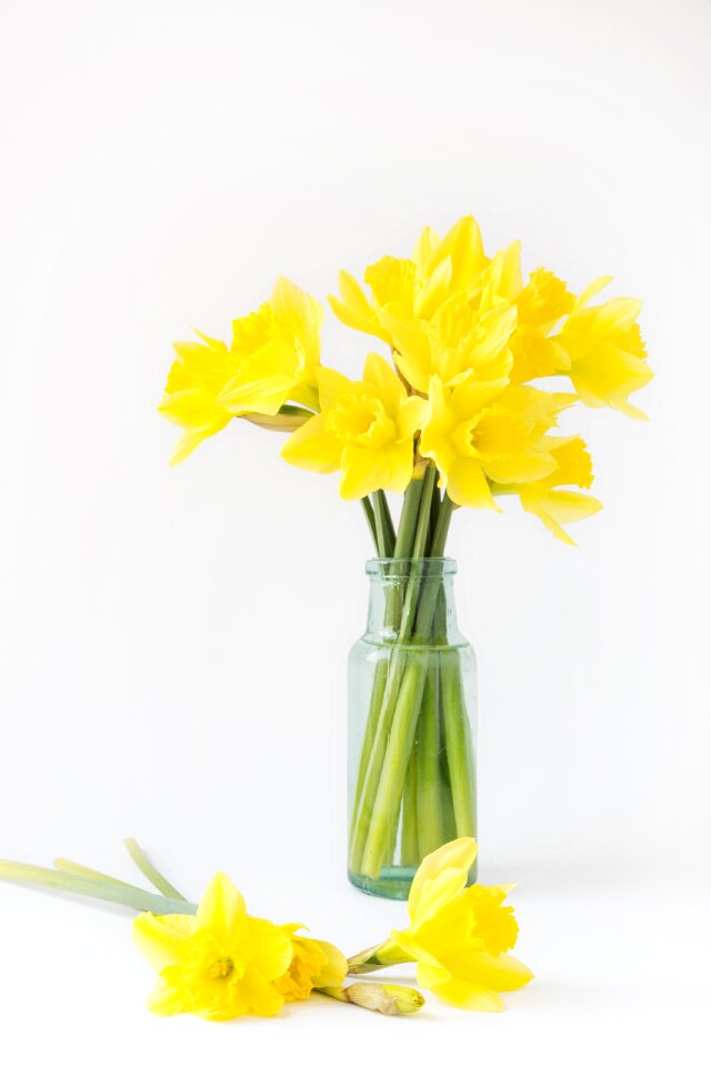 Followers tulips