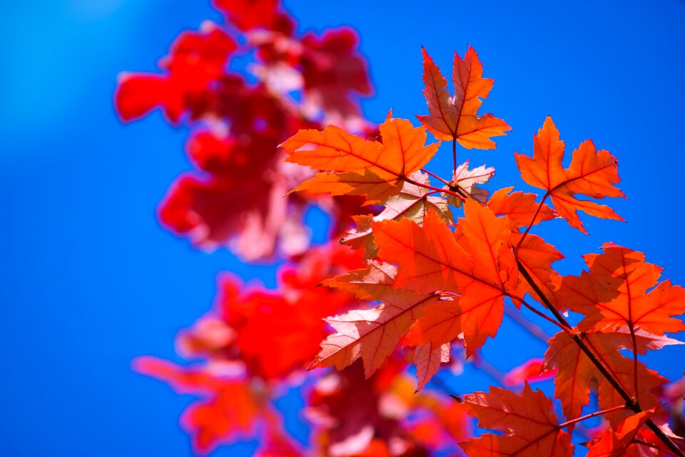 Leaf peaceful sky