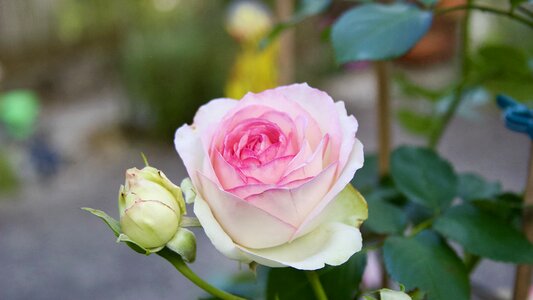Rose blooms pink roses beautiful flowers