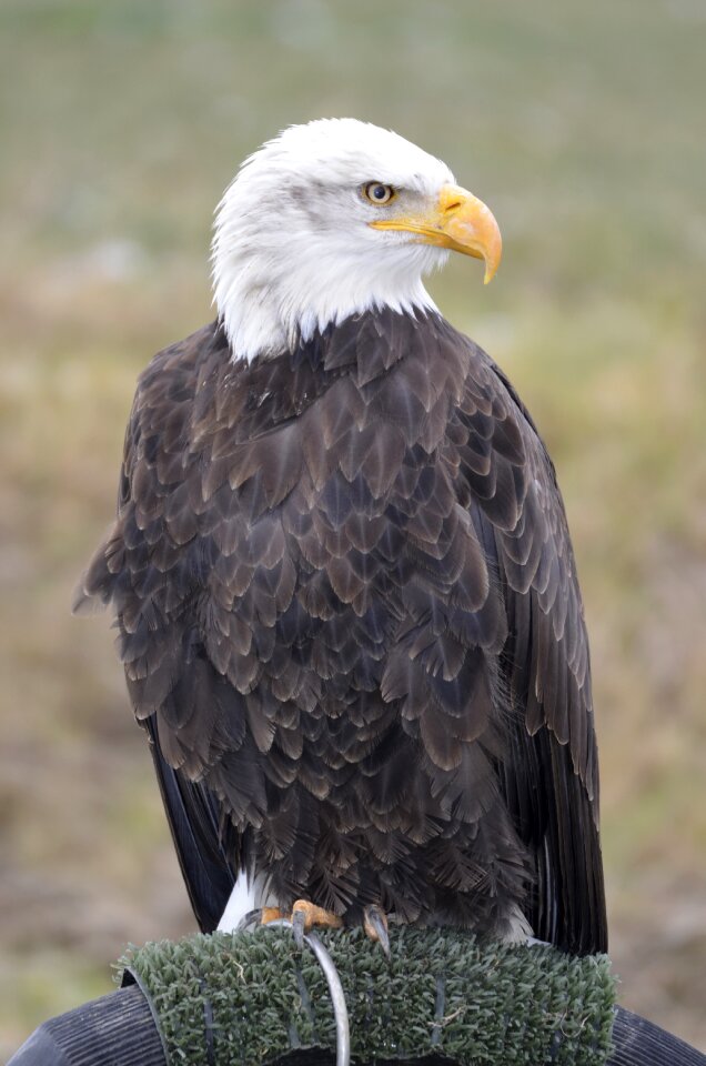 Coat of arms of bird raptor bald eagle