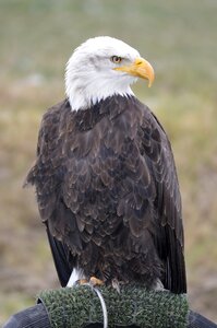 Coat of arms of bird raptor bald eagle