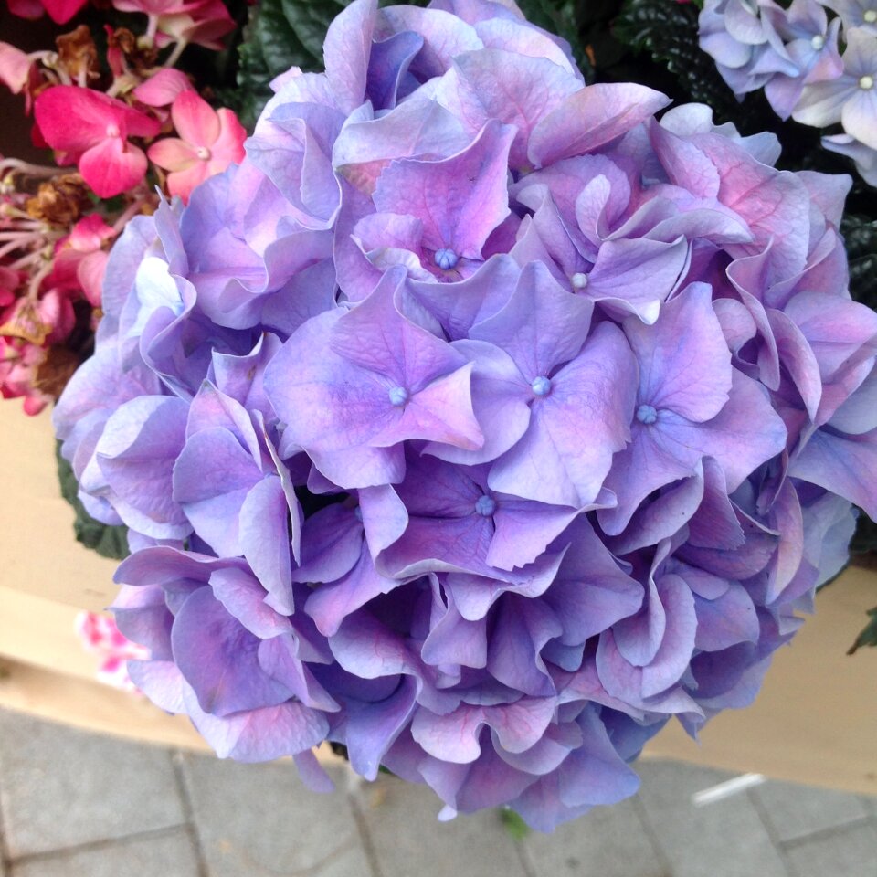 Flower garden blossom
