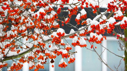 Snowy fruits pyracantha