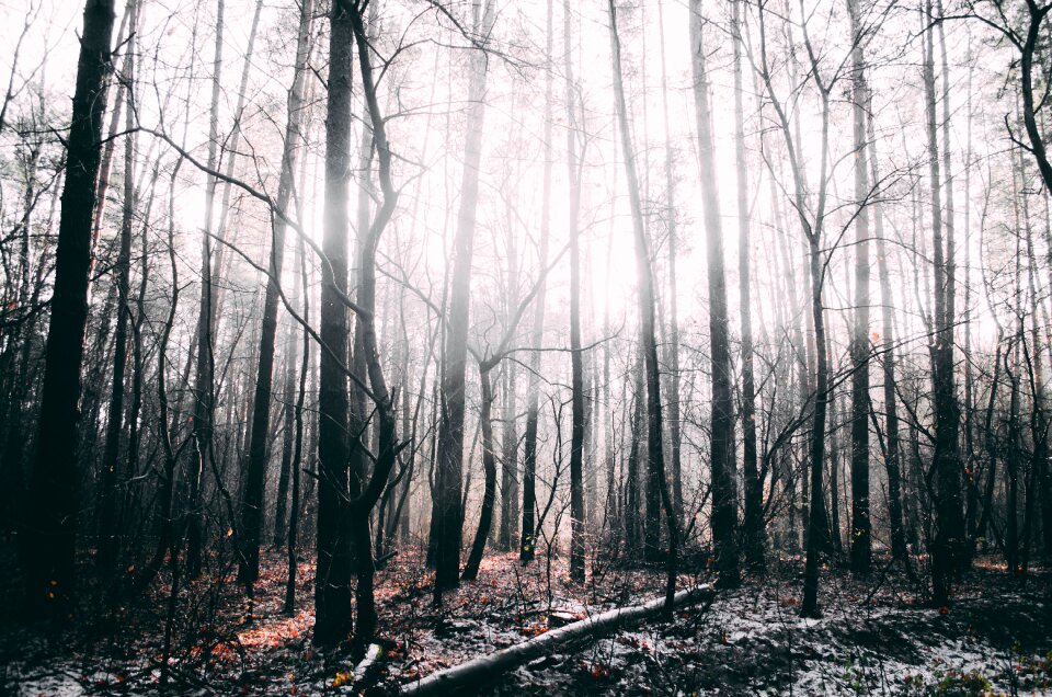 Winter forest tree tree trunks