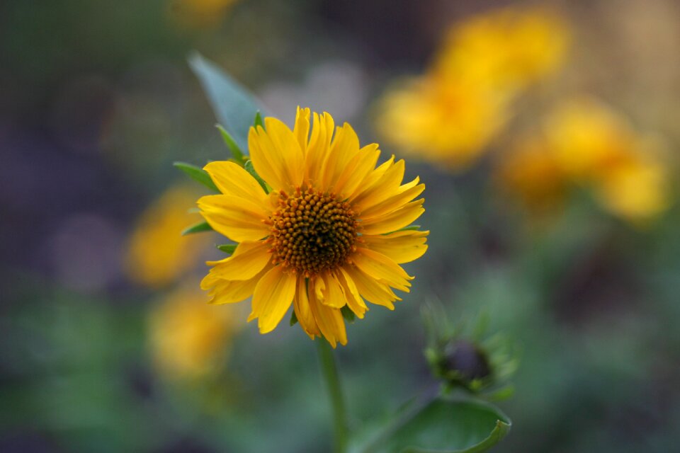 A yellow flower nature beautiful flower