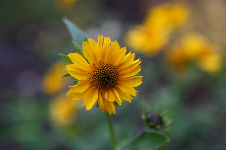 A yellow flower nature beautiful flower