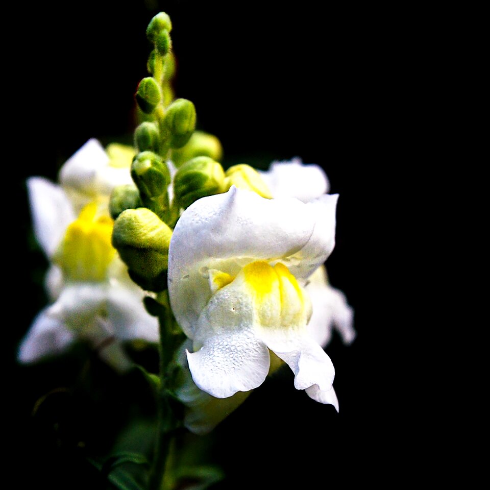 Natural beautiful flowers flowers bloom