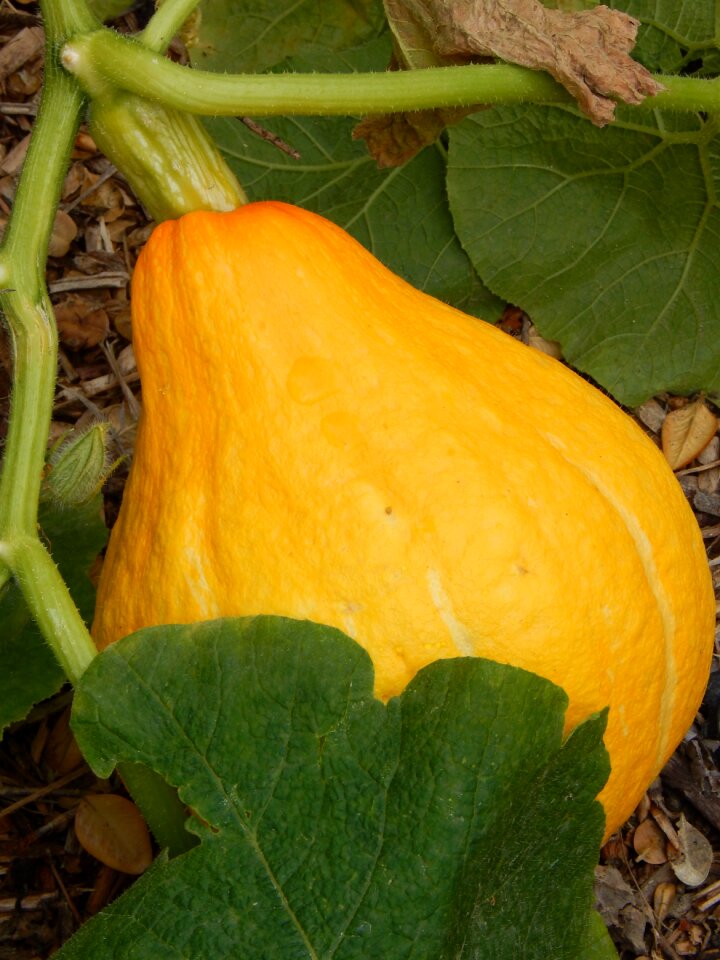 Garden squash pumpkin