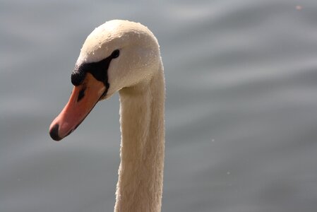 Swan nature pride