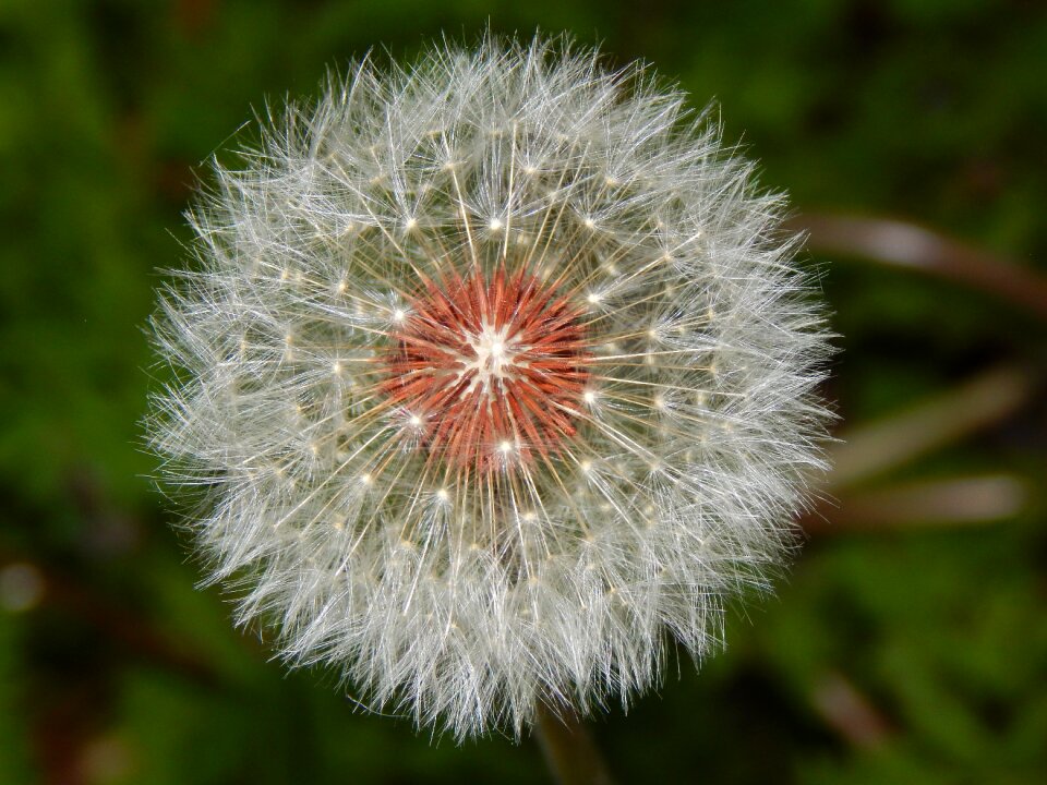 Dandelion flower nature