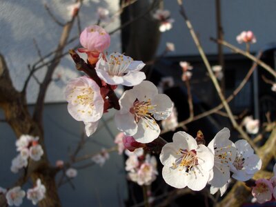 Flourishing tree flowering trees close up