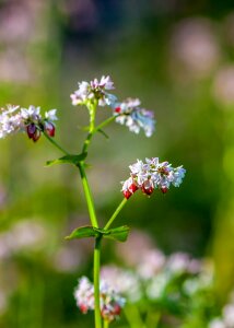 Beautiful flowers beautiful fresh flowers photo