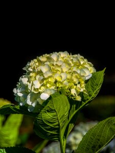 Natural flower green leaf