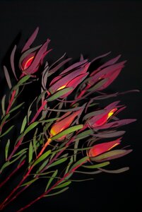 Flowers bloom wild plants