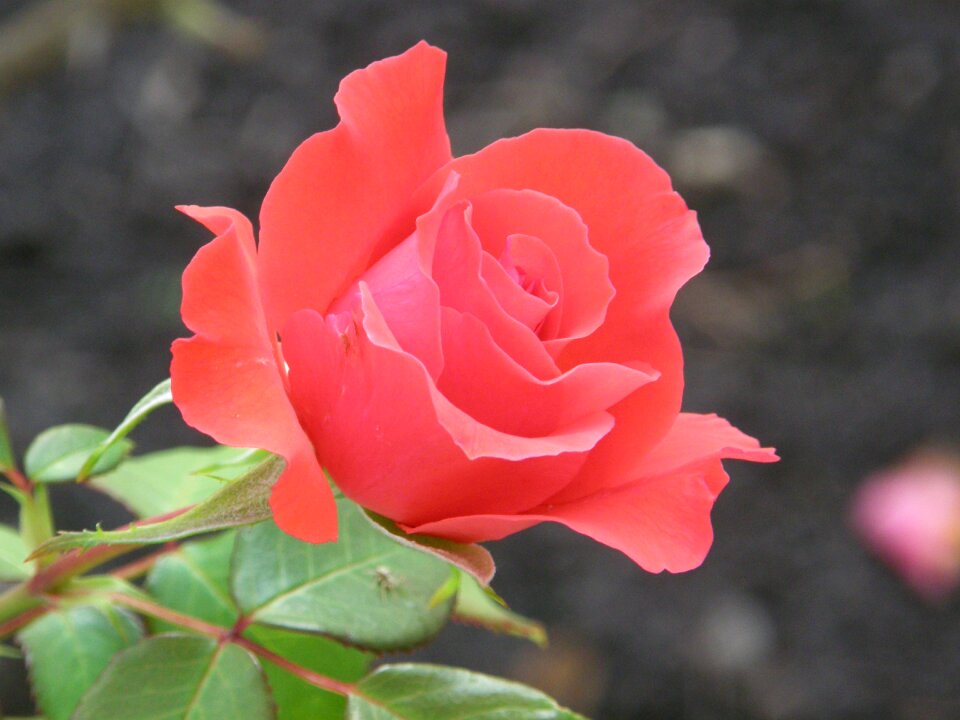 Rose bloom bud rosebud