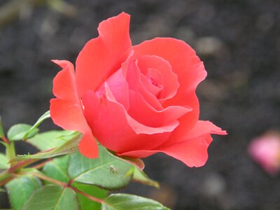 Rose bloom bud rosebud photo