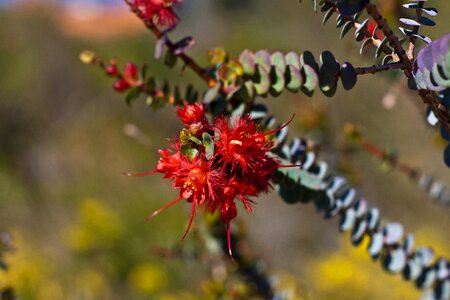 Bloom blossom nature