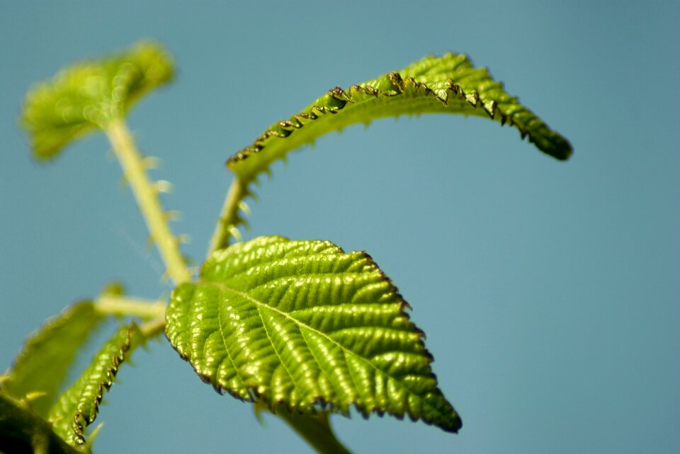 Nature plant green leaves