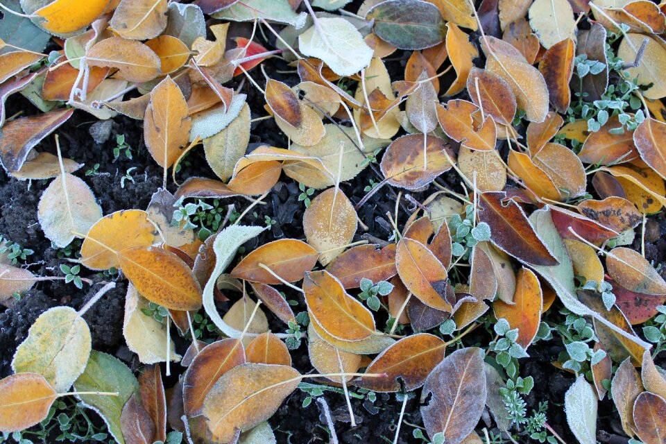 Fallen foliage listopad grass photo