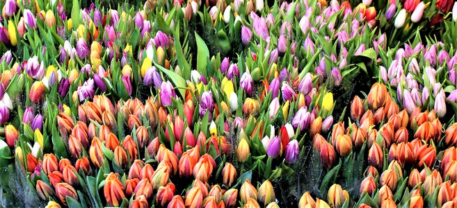 Tulip bouquet spring photo
