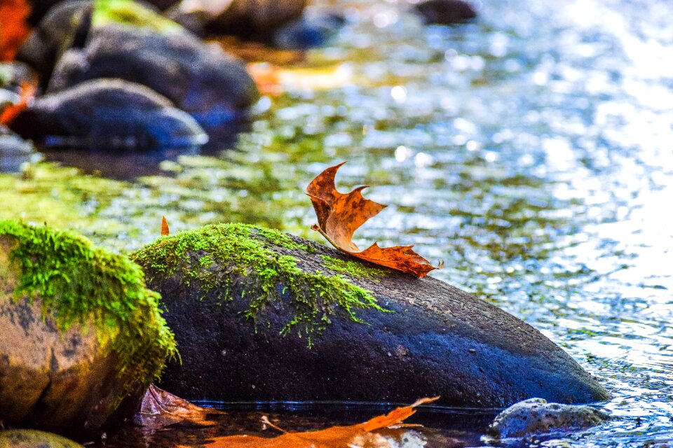 Water nature foliage