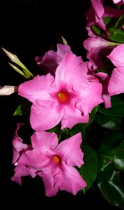 Plant garden nature