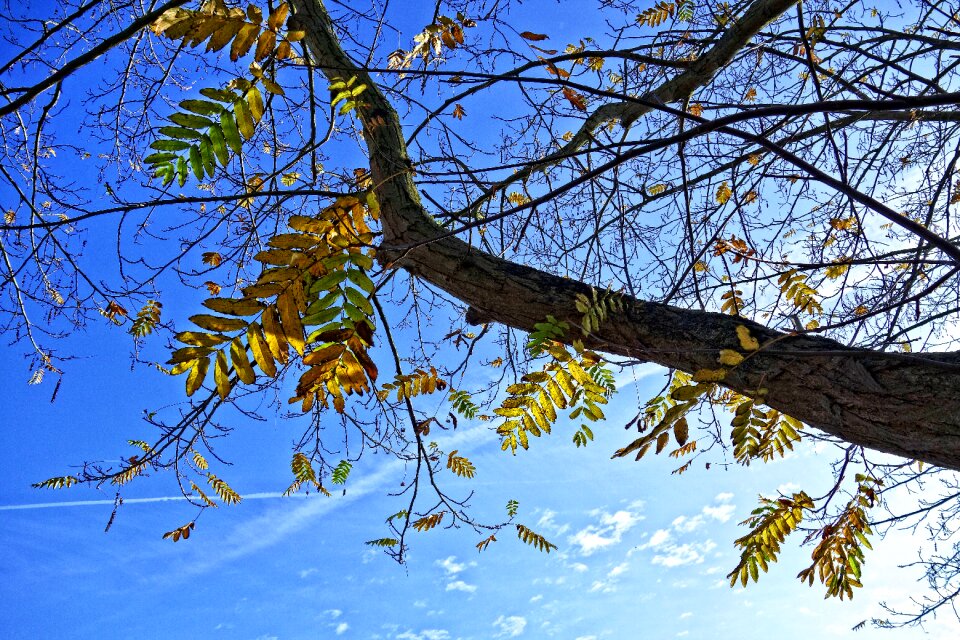 Autumn leaves foliage twigs
