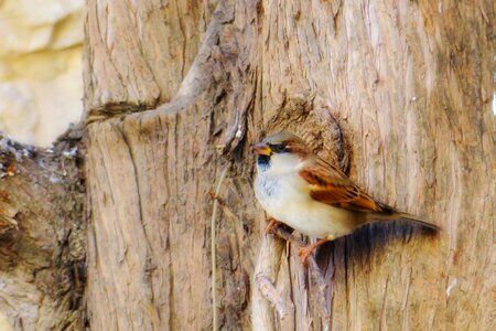 Stone sparrow beak