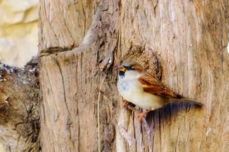 Stone sparrow beak photo