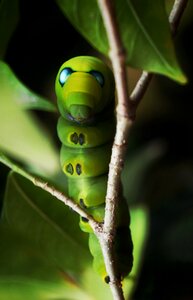 Worm scary eyes blue eyes