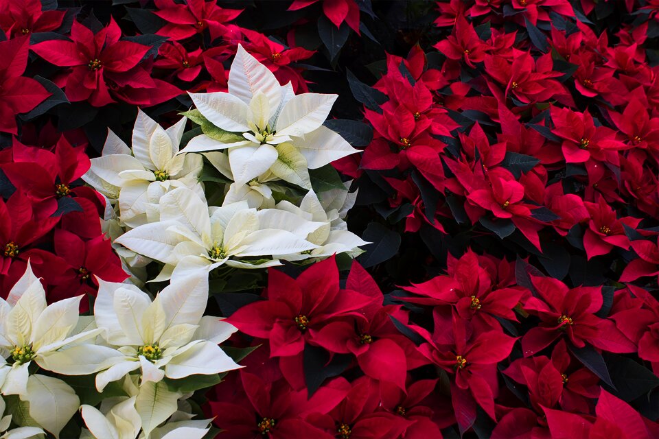 Nature flower plant