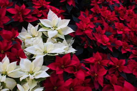 Nature flower plant