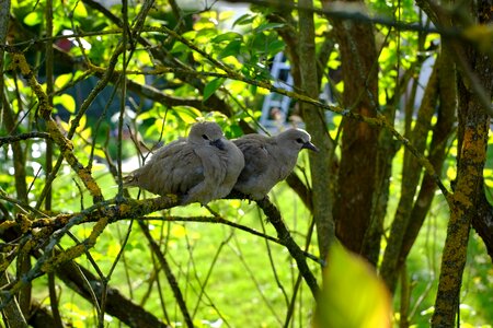 Bird couple chick