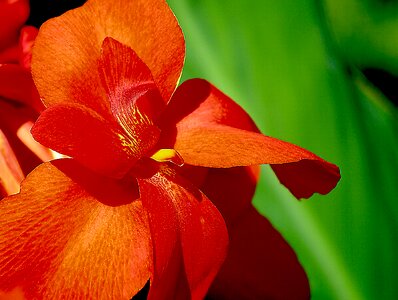 Garden a flower garden flower kanu photo