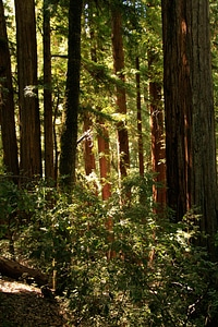 California tree organic photo